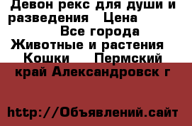 Девон рекс для души и разведения › Цена ­ 20 000 - Все города Животные и растения » Кошки   . Пермский край,Александровск г.